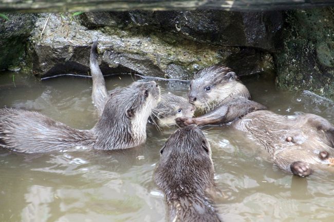 17年お盆の3日連休初日は自宅から最も近い智光山公園こども動物園へ 前編 コツメカワウソ特集 三つ子の赤ちゃんの泳ぎの練習が見たくて 狭山 入間 埼玉県 の旅行記 ブログ By まみさん フォートラベル 17年お盆の3日連休初日は自宅から最も近い智光山公園こども動物園へ 前編 コツメカワウソ特集 三つ子の赤ちゃんの泳ぎの練習が見たくて 狭山 入間 埼玉県 の旅行記 ブログ By まみさん フォートラベル