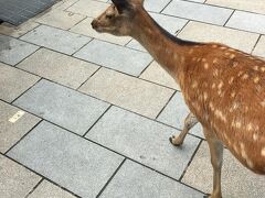 バスに乗って、東大寺に向かいます。

奈良公園。