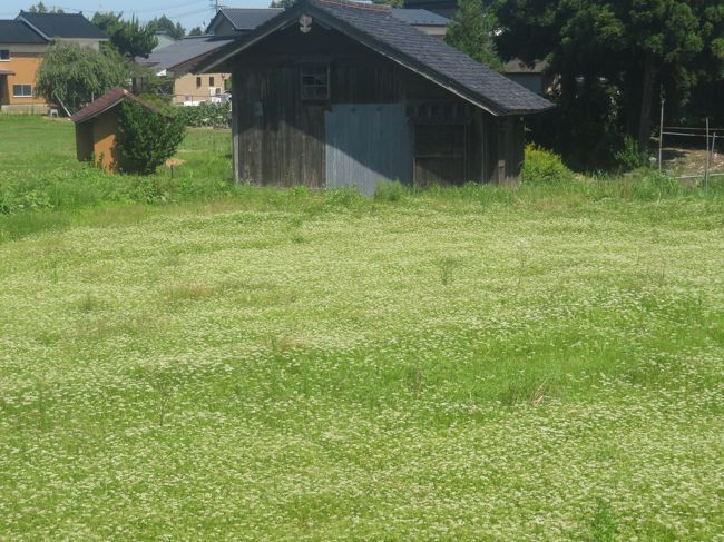 『ちょこっと、竿燈まつりの下見して ちょこっと、竜ヶ原湿原。そして、鳥海山のふもとでおやすみなさい。1/4』鳥海・由利(秋田県)の旅行記