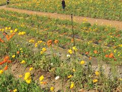 　ようやく館山に到着しました。南房総と言えば花ですが、暖かい地域なので菜の花は4月上旬まで、この時期はポピーが満開です。そこで広大なポピー畑を持っている館山ファミリーパークにいきました。ここは吉永小百合さんの「ふしぎな岬の物語」でオヤジ達の聖地巡礼の一つにもなっています。
※同映画で有名になったもう一つの見どころとして、鋸山の近くに”岬”カフェがあります。お時間のある方はそちらも立ち寄られると良いかも。特に夕日がお勧めです、口コミでアップしておきます。