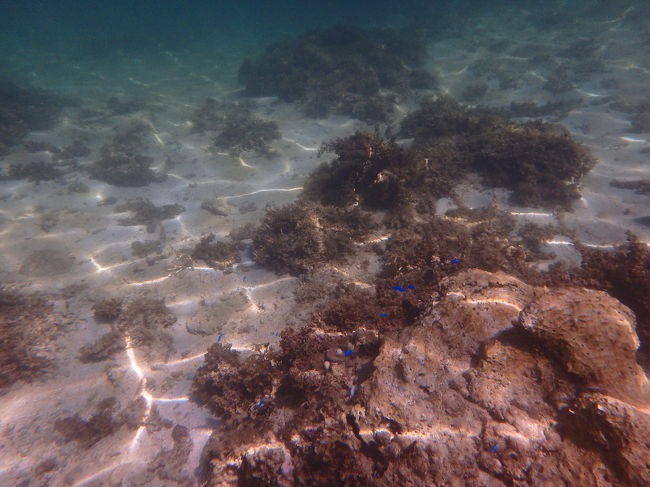 午前が満潮だと調べて来てみましたが、確かにすぐ足が着かない程度の深さになるので泳ぎやすいです