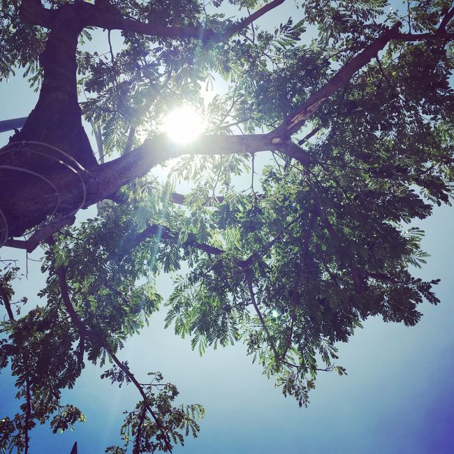 晴れると灼熱の暑さ！日差し対策は絶対必要です！