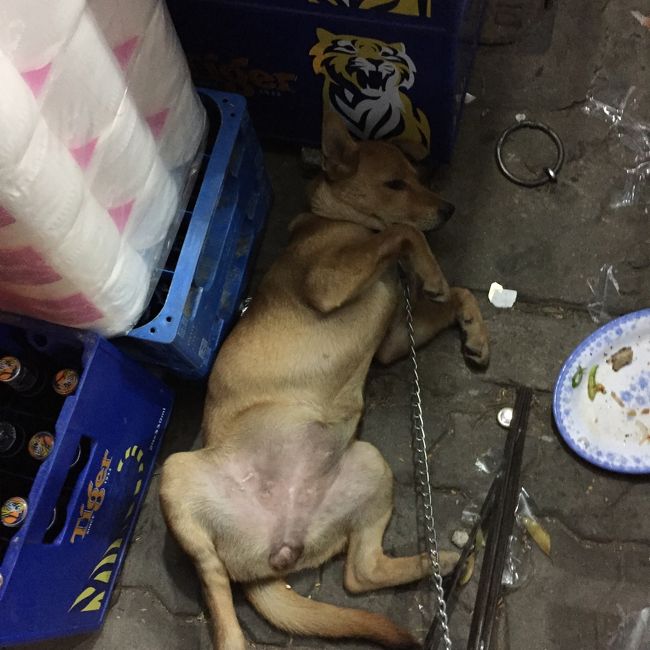 ローカルショップで買い物途中にいた犬。跨いでも全く動じない笑