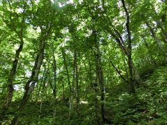 昼食後早速散策開始です。ANMONから暗門川の端を渡り白神山地世界遺産地域入口に向かいます。
ここから散策エリアに入ります。(13:15)

入ると緑いっぱいで早速ブナに囲まれます。