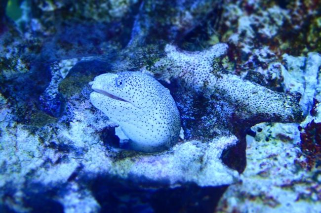 うつぼちゃん。こんにちは。