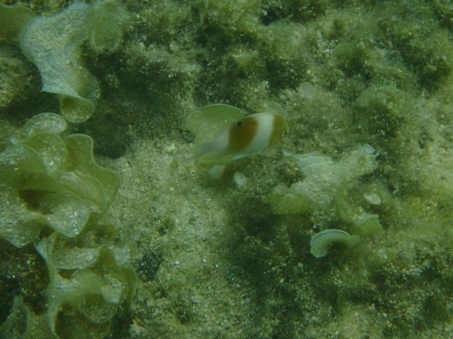 端から端まで自分で出来るだけ泳いだけど、ニモには会えなかった 涙<br />端の方の所で、あからさまにお魚を網ですくっている人がいて、ついジロジロ見ましたら居なくなりましたが、また端ですくおうとしてるのでジロジロしちゃいました 怒