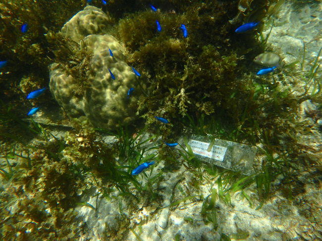 昼頃には干潮で泳ぎづらい<br />これは多分珊瑚の保護の印です<br />ニモ見付けられなかったからこれだけでも撮影～(^^;<br /><br />ランチはビーチじゃなくお店でとのリクエストだったので、ジェリーフィッシュさんでシャワーかりて着替え、川平湾へ向かいます