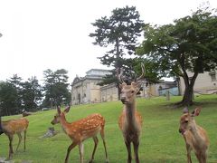 奈良公園に入り
沢山の鹿さんが観光客と触れ合っています。
後ろは国立博物館。