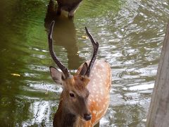 水につかる鹿さんも。