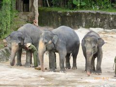 ２日目はまず、朝から動物園に行きました。
オランウータンと写真が取れる朝食を予約して。アーメンというレストランで遅めの朝食。料理はまあまあ。

しばらくすると、オランウータンが来てくれて、順番に写真が撮れます。赤ちゃんのオランウータンもいて、とってもかわいかった♪

蛇を手に巻いたおじさんも近くに来て、蛇を持たせてくれます。こちらも一緒に写真を撮りました。

その後、10：30からのスプラッシュサファリに行きました。
アシカのショーで水槽がすぐ近くで水がたっぷり入っているので、前の方の座席はかなり濡れます。たぶん靴も濡れます。アシカがめっちゃ水をかけてきます。濡れたい方は前にどうぞ。なかなか面白かったです。

その後、11：30からゾウのショーを見ました。ショーの前にゾウさんが鼻を器用に使って上手にお花の絵を描いているのが見れました。
ショーには三頭のゾウさんが出てきて、高いところにつるされたバナナを鼻で取ったり、丸太を上手に押したり、ちょっとした演技もあってかわいかったです。
ショーの後に、ゾウさんにえさやりをすることができます。真ん中の座席に列ができるので、えさやりをやりたい方はその近くで見ているといいと思います。そんなに数はないので、早めに並ばなければ、えさを買えません。確か５ドルくらいだったと思います。かごに、にんじんやバナナとかが６個くらいあったかな？お鼻に直接えさをあげれます。

その後、他の動物のえさやりを楽しみにしていたのですが、大雨が降ってきて中止に。しばらくやみそうもなかったので、リバーサファリに行くことにしました。

そうそう、ＪＵＲＡＳＳＩＣ　ＰＡＲＫにひっかけて、ＺＯＯ－ＲＡＳＳＩＣ　ＰＡＲＫなんてのがあり、子供は興味深々。結構リアルな恐竜がたくさんいました。
