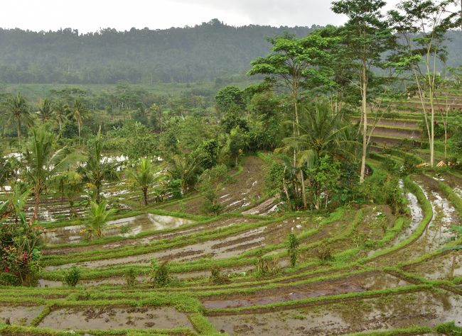 メルカリ 旅するバリ島 ウブド案内 おまけにシドゥメン村 地図 旅行ガイド 810 中古や未使用のフリマ