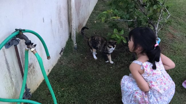 帰りになつっこい猫さんがいました。<br /><br />Kマートに寄って帰りました。