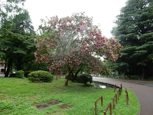 やや時期を過ぎた百日紅の花が咲いてました。