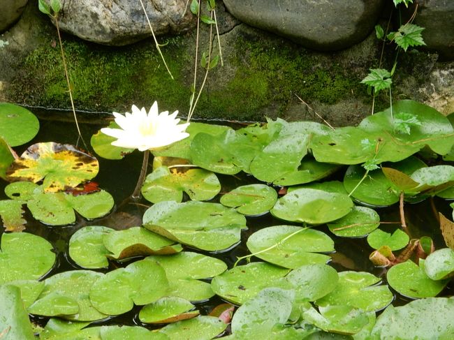 白やピンクの水連が咲いています。<br />蛙が乗る葉っぱだ、と孫が言っていました。