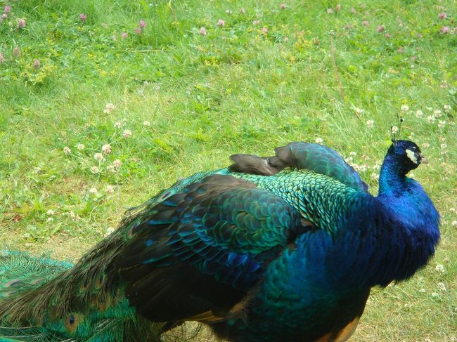 放し飼いの孔雀に出会いをました。<br />まあ、柵の中ですが。<br />それにしても綺麗な色!