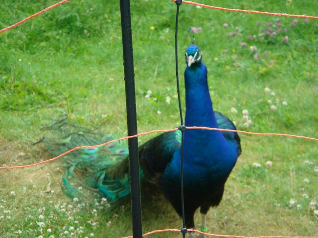 じーっと見てると。。。