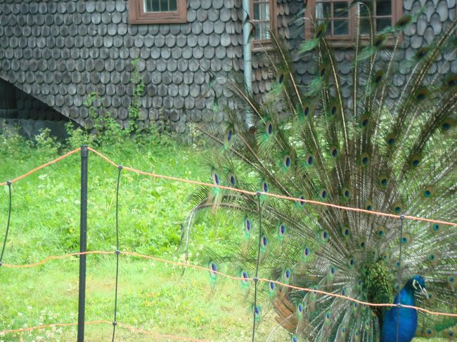 羽根を開き始め。。