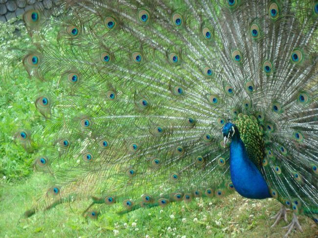 こんな美しい姿を見せてくれました。感激！