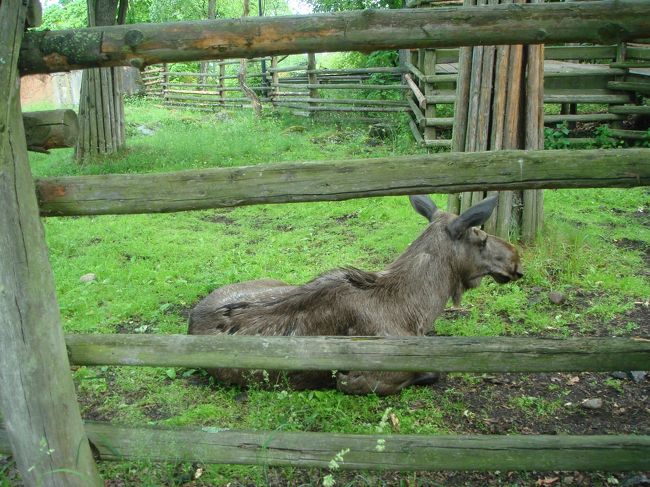 これはヘラジカかな。