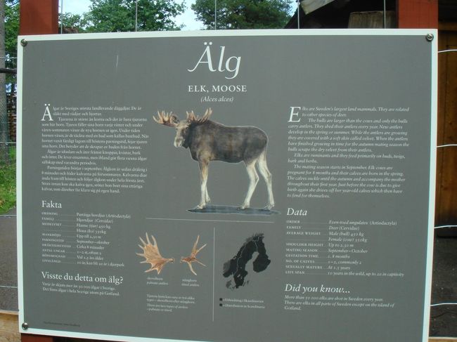 看板あり。ヘラジカでした。