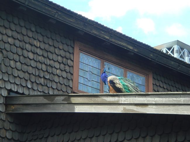 孔雀が屋根の上にいるのを見つけびっくり！
