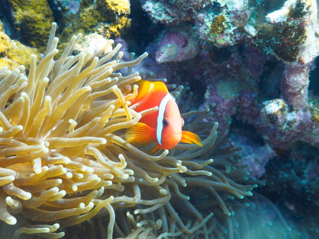 強気な恥ずかしがり屋！