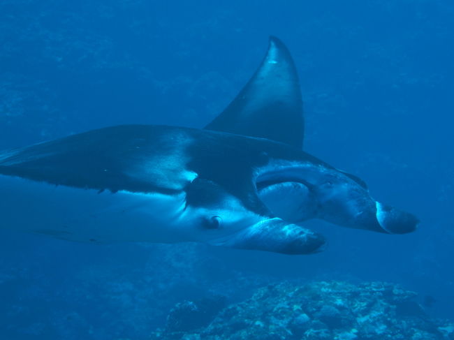 かなり大きなマンタ！こんなに黒かったと再確認！！