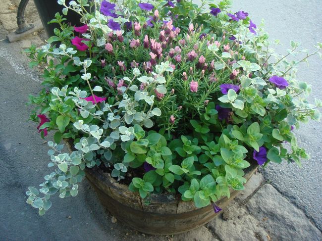 その前は、花いっぱい咲いた大きな樽。