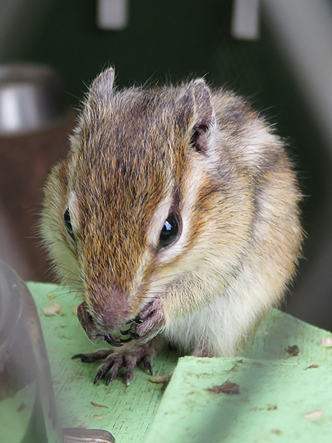 リスはごはん中
