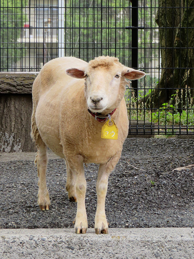 ふうちゃんはシャイなんだって<br />りんちゃんという姉妹が一緒に暮らしています。<br />