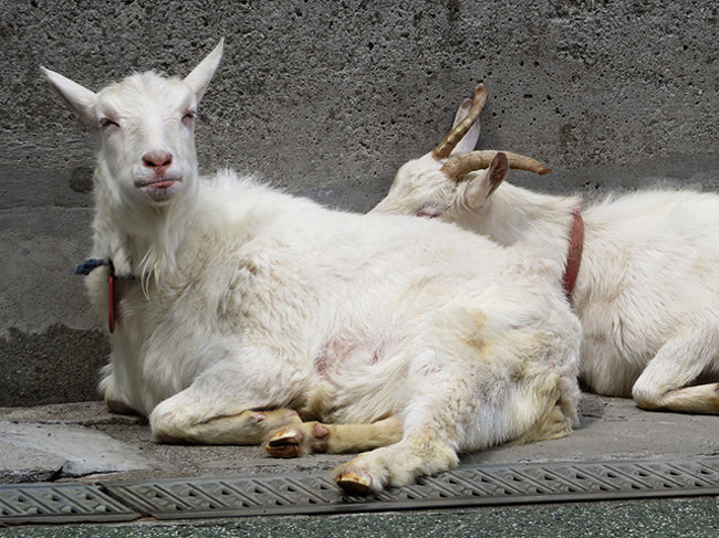 このコはネームプレートが見えない