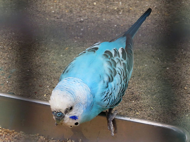 セキセイインコ<br /><br />あ、幸せの青い鳥ってこのコたちの事かな？