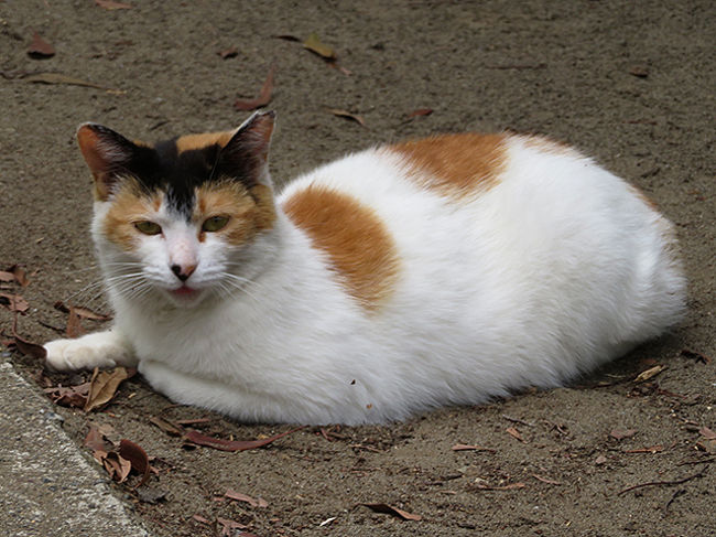 公園にゃんこ<br /><br />逃げないように遠くから撮ったらボケちゃった。<br />じわじわ近づいて行ったら、めちゃめちゃ人なつこくて<br />なでてくれと近づいてきて、しばし癒しタイム。<br />が、近すぎてまともな写真は撮れなかった。