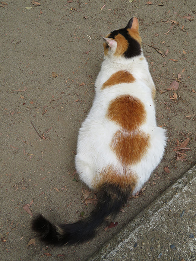 なんか柄がおもしろかったので<br />もうちょっとでハートだったのにね。