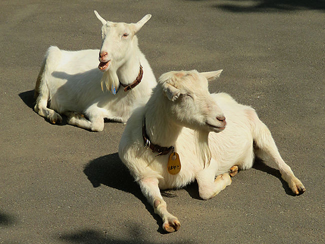 板橋区こども動物園・本園（東板橋公園内）<br /><br />さてこちらが本園のメンバーたち