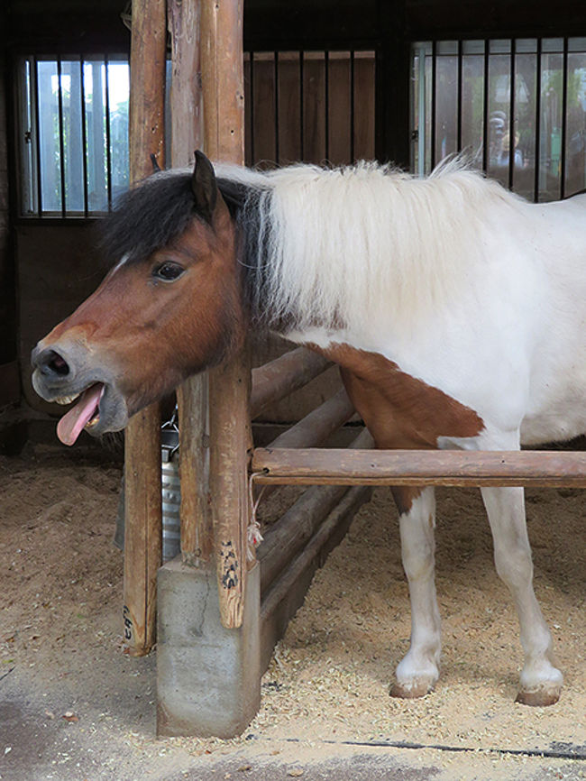 で、このポニーのあいちゃんが、メチャ表情豊かで<br />笑える写真がいっぱい撮れたのでした。<br /><br />ヘン顔コレクションはブログで<br />http://blog.goo.ne.jp/a_k--1126<br />