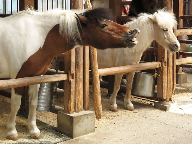 これはフレーメンですね。発情期なのかな？<br />さかんにやってました。<br />