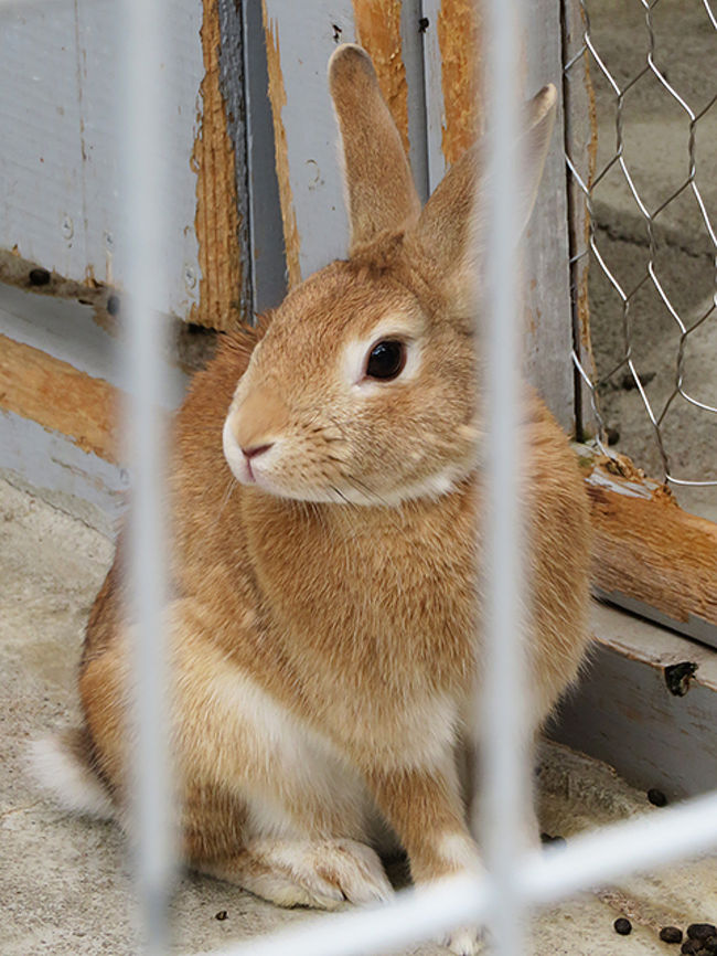 茶色いうさぎもピーターみたいでいいね
