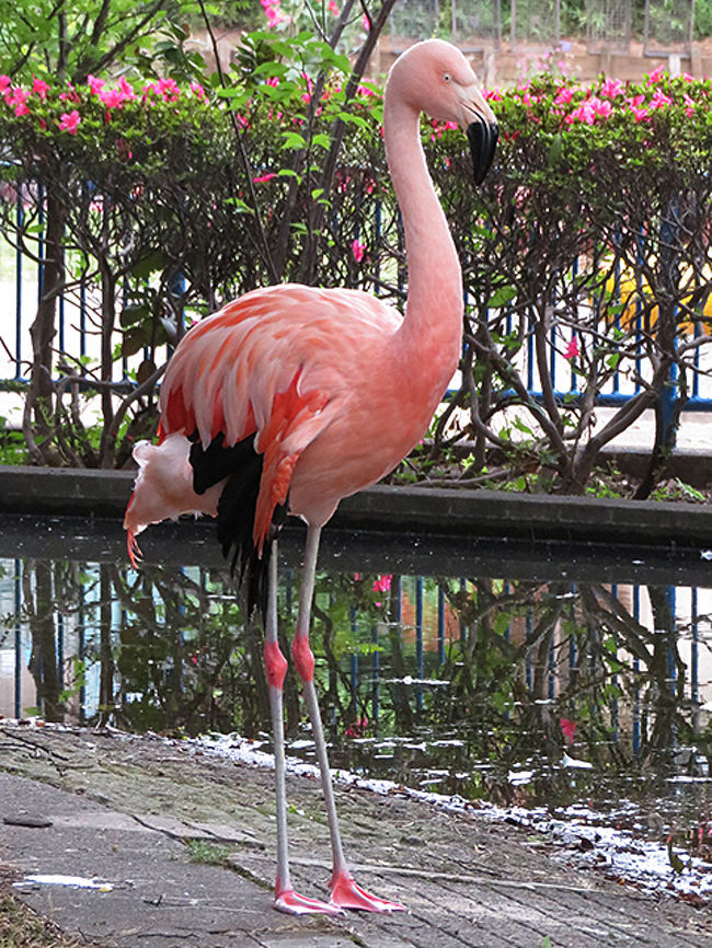フラミンゴってちょっと目がコワイね。<br /><br />この生垣だけで、ネットもなく距離が近い。<br />フラミンゴがこんなに普通の公園にいるのは珍しいですね。