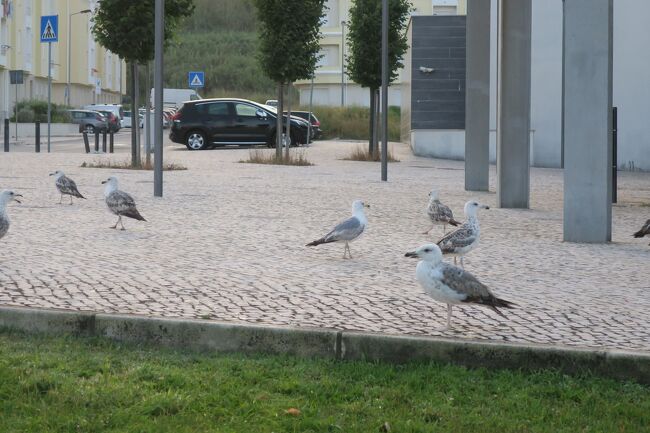 トマール 晴れ 35度/16度<br /><br />今日は丸1日使って<br />トマール⇒バターリャ⇒アルコバサと修道院巡りです。<br /><br />7時発のバスに乗るために、早起きしてバス停へ向かいます。<br />朝のナザレは、カモメが沢山いました。<br />