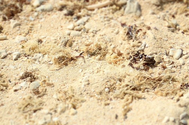 砂が白いね。<br />