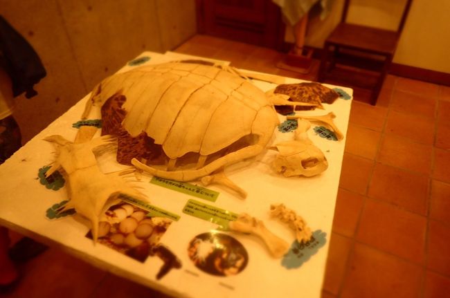 白保に落ちいてる貝殻かな？<br />台風のあとは、大きなシャコガイの貝殻なども結構落ちてるんだよ。