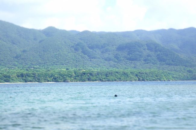 何を撮ったのかな？