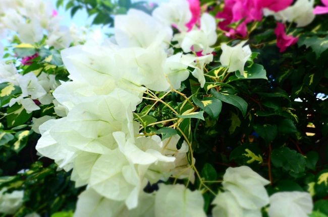 お！白いブーゲンビリア。