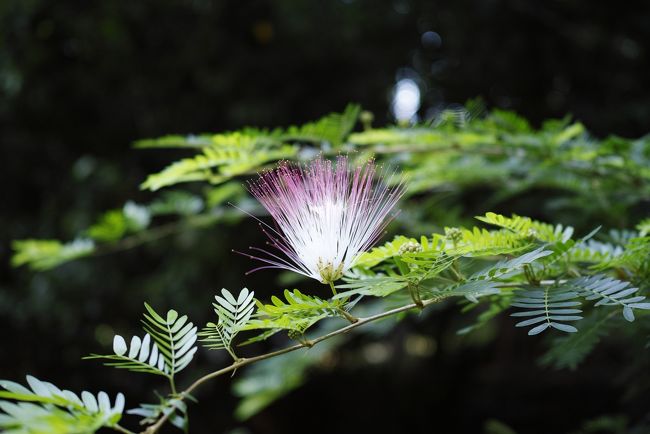 ひときわ目立って咲いていた孤高の花<br /><br />ブルネイのrataと勝手に命名～<br /><br />本当の名前はなんでしょうか？