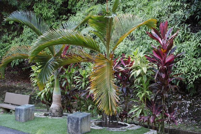 公園内にはベンチもあり、自然の中でゆっくり過ごせるようになってます。<br /><br />木が小さくて可愛い～