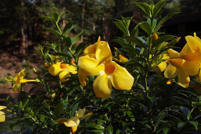 大きな花びらが特徴的で可愛い