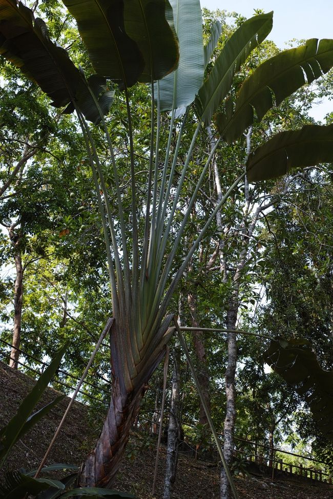 南国では良く見かける木<br /><br />ベトナムにもあったなぁ～