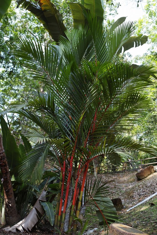 幹が紅色をしていて面白い。<br /><br />普段見ない物を見るだけで、楽しいです。