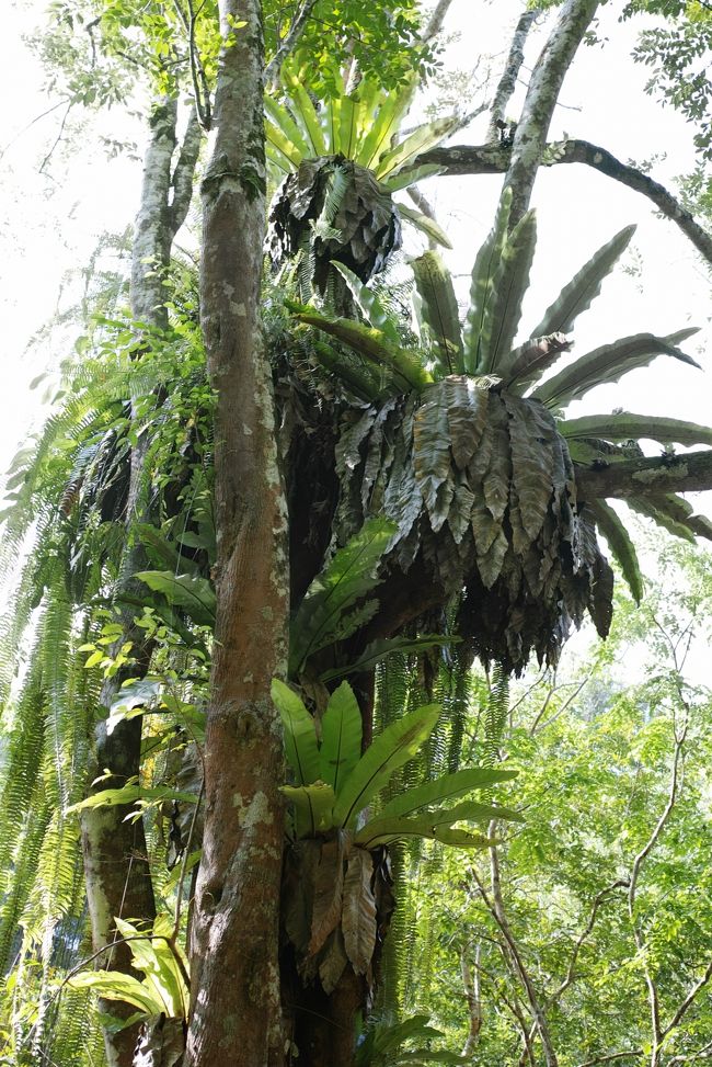 葉っぱが丸まっている上の部分に、<br /><br />テングザルが寝てそうな雰囲気満載です。<br /><br />この木は園内に沢山あり、くまなく見たけど見つからず…。（残念）